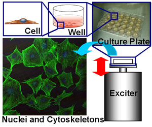 Effect of mechanical stimulation on cells