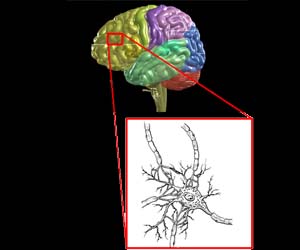 Brain and neuron